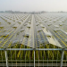 GO Greenhouse Investments Pte. Ltd. Singapore Agribusiness Profile