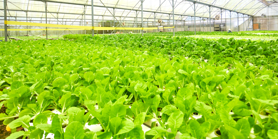MEOD Pte. Ltd. Singapore Agribusiness and Construction Profile