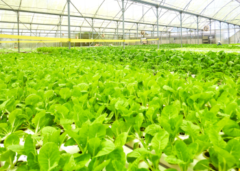 MEOD Pte. Ltd. Singapore Agribusiness and Construction Profile