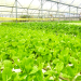 MEOD Pte. Ltd. Singapore Agribusiness and Construction Profile