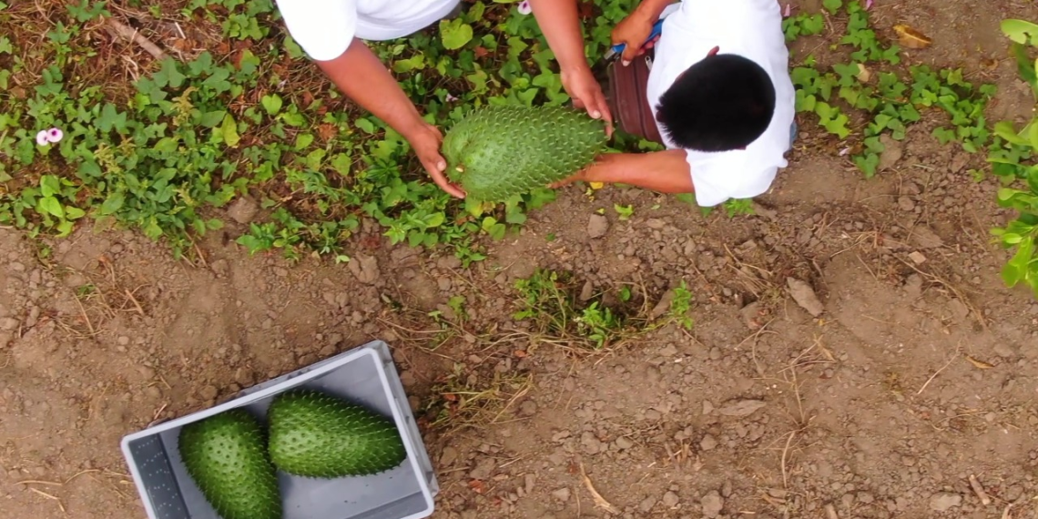 The Soursop Lady Singapore Agribusiness Profile