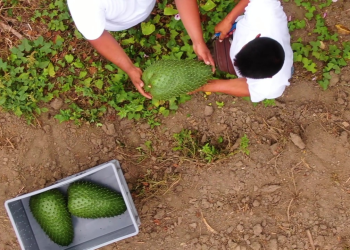 The Soursop Lady Singapore Agribusiness Profile