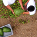 The Soursop Lady Singapore Agribusiness Profile