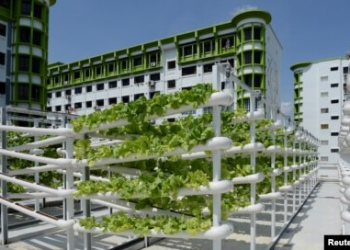 Singapore Grows More with Less on 'Sky Farms