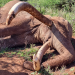 Craig the Super Tusker's Death Marks a Major Loss to Kenya Wildlife