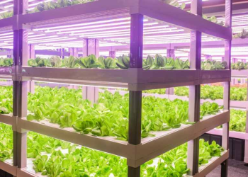 Green Keyboard: Singapore Sole Proprietor in Agriculture and Trade