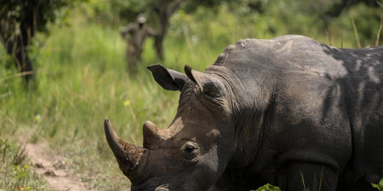 Uganda Reintroduces Rhinos to the Wild After Decades of Absence