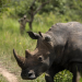 Uganda Reintroduces Rhinos to the Wild After Decades of Absence