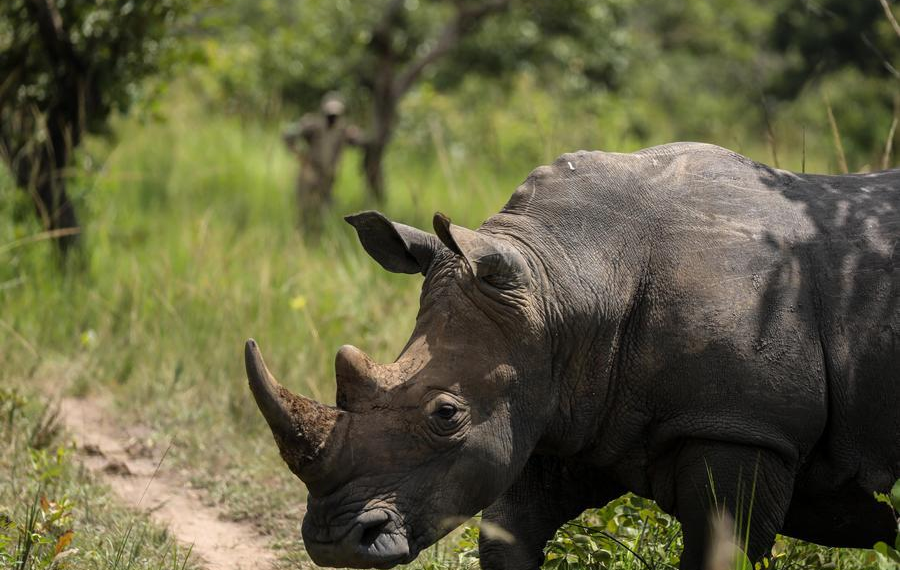 Uganda Reintroduces Rhinos to the Wild After Decades of Absence