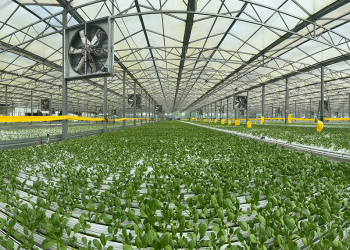 ARISTA FARMING PTE. LTD.