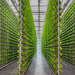 Urban agriculture and the rise of the vertical farming market in smart cities