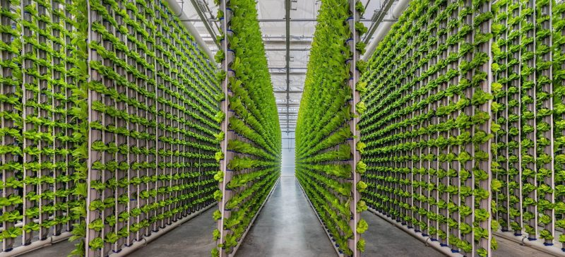 Urban agriculture and the rise of the vertical farming market in smart cities