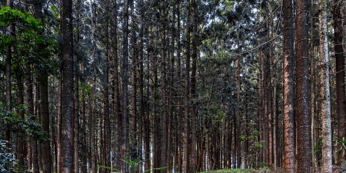 Karura Forest Guide: Nairobi’s Green Escape Within the City