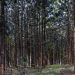Karura Forest Guide: Nairobi’s Green Escape Within the City