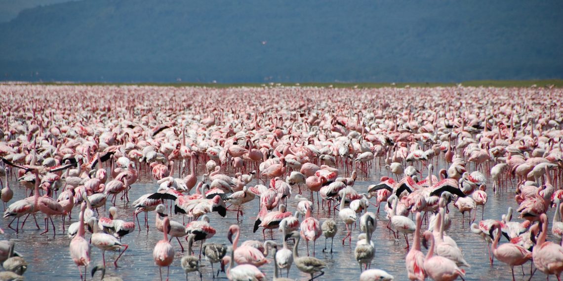 Lake Nakuru Guide Iconic Flamingos and Rhino Sanctuary