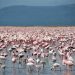Lake Nakuru Guide Iconic Flamingos and Rhino Sanctuary