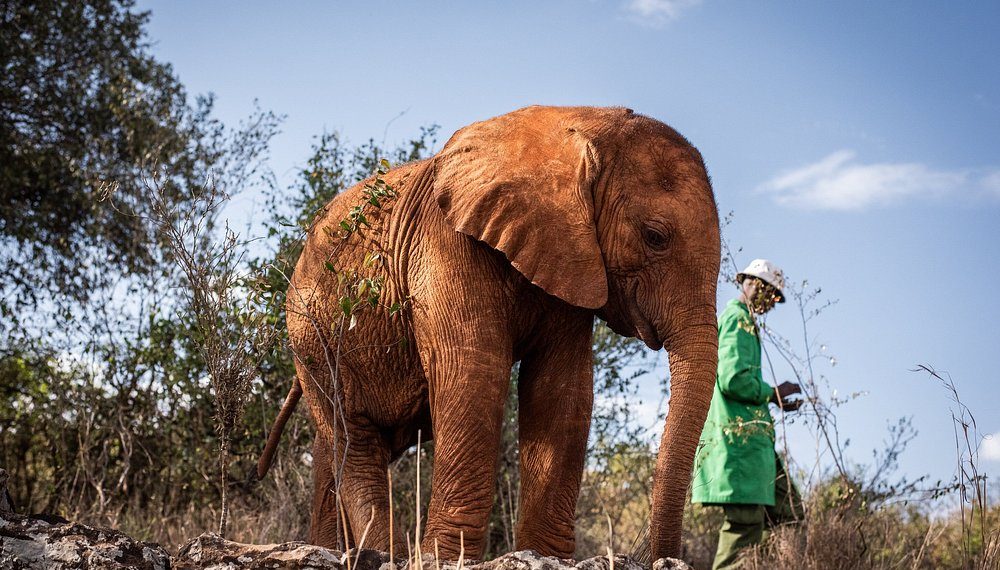 Sheldrick Wildlife Trust Nairobi Orphans Project Guide