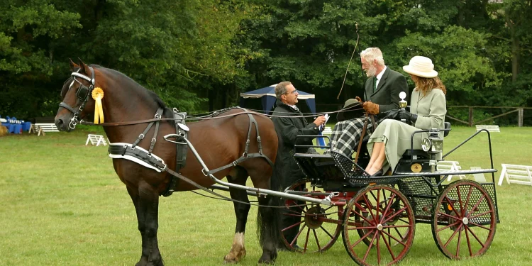 Horse Carriage Hire in Nairobi: Full Price Guide & Packages