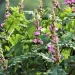 Luhya Traditional Herbs and Indigenous Healing Practices in Western Kenya