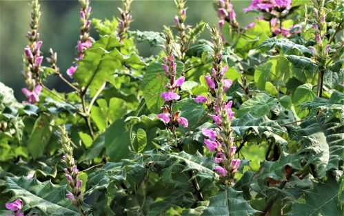 Luhya Traditional Herbs and Indigenous Healing Practices in Western Kenya