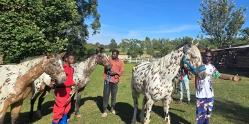 Marwa Appaloosa Stud