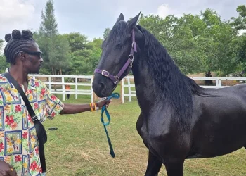 Marwa Appaloosa Stud expands horse breeding