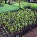 Policies Governing Planting of Trees in Kenya