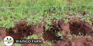 Inside Guardian Angel’s Multimillion Farm Investment