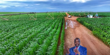 Kenya AgriConnect Compact Targets 2.4M Jobs