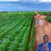 Kenya AgriConnect Compact Targets 2.4M Jobs
