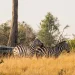 Conservancies in Kenya: A Complete Guide