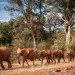 Sheldrick Wildlife Trust Nairobi Visitor Guide