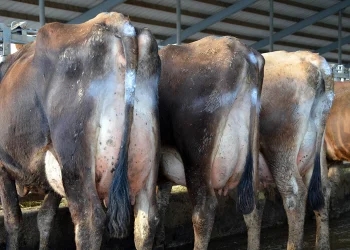 Dairy Farms in the United States