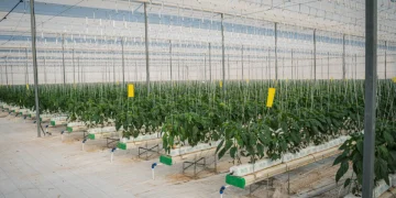 The Best Agriculture Companies in the UAE