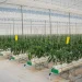The Best Agriculture Companies in the UAE