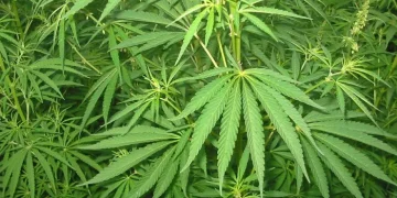 Court Rejects Rastafarian Cannabis Petition